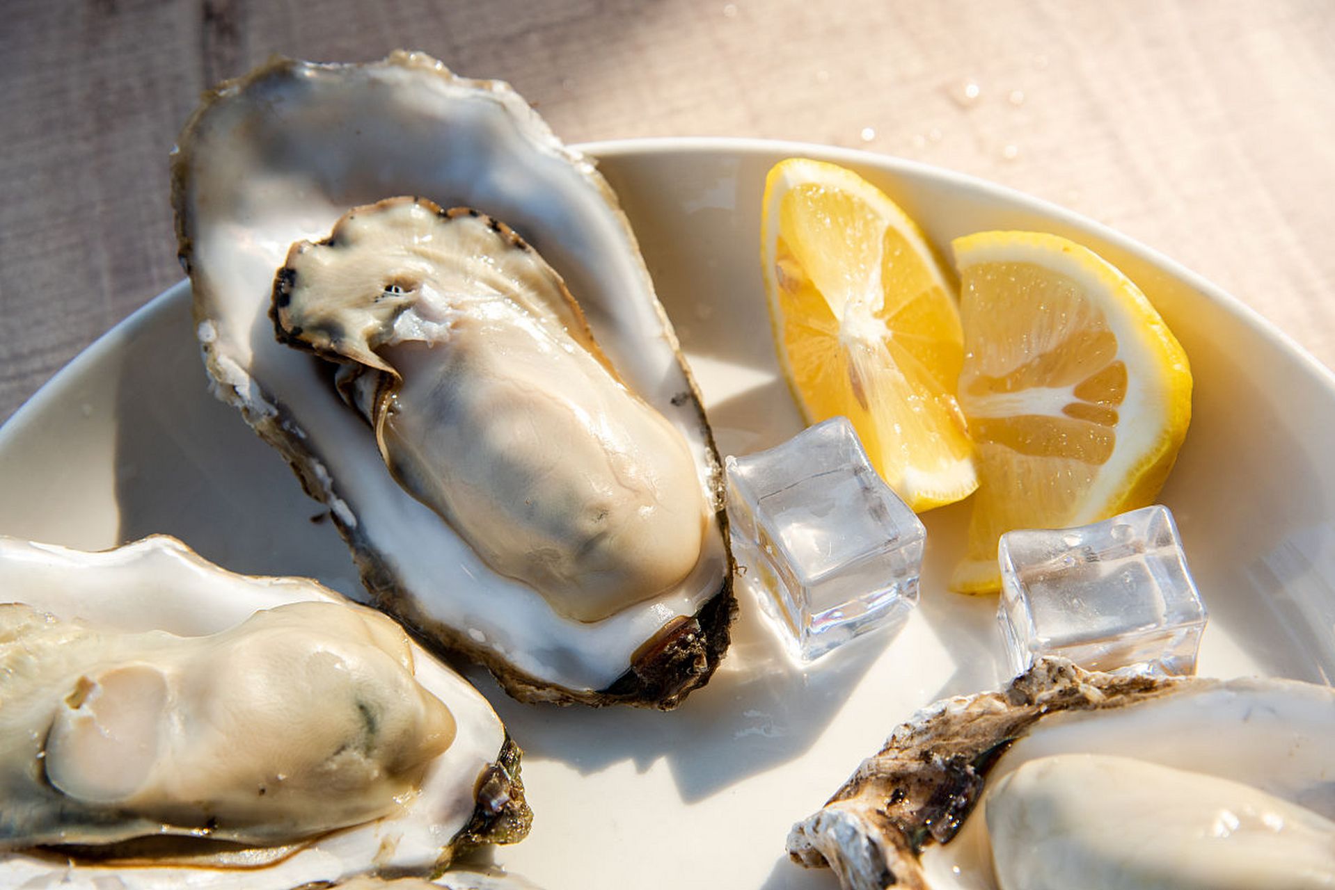 海滩上居然有这么多生蚝青口贝和海蛎呀[吃鲸]!