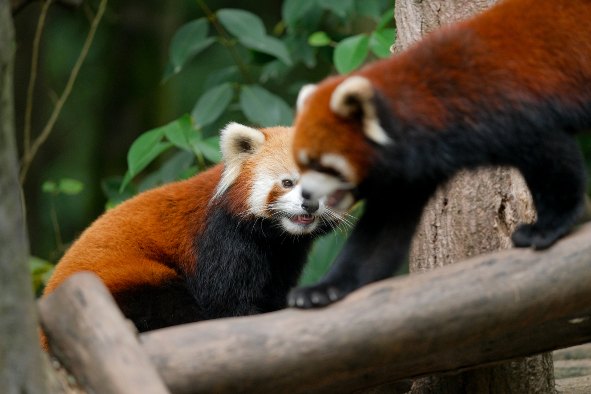 #動物趣圖# 小熊貓真是可愛,圓嘟嘟的臉,柔美的毛髮.