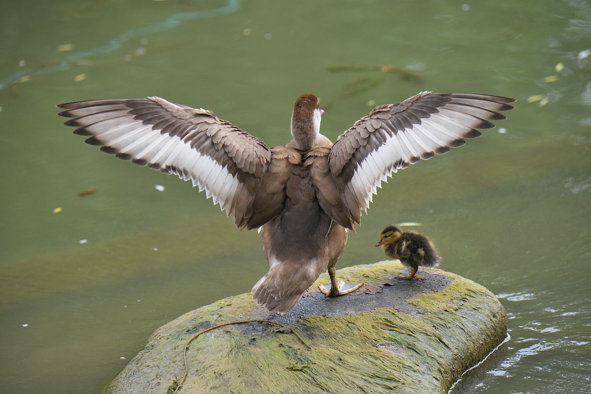 不可不吃的血鸭