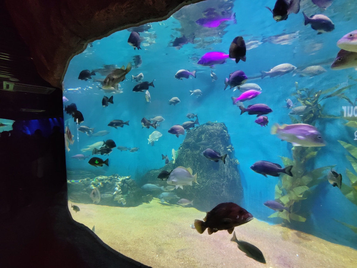 以下是一份郑州海昌海洋馆一日游攻略,供参考: - **上午**:     - **9