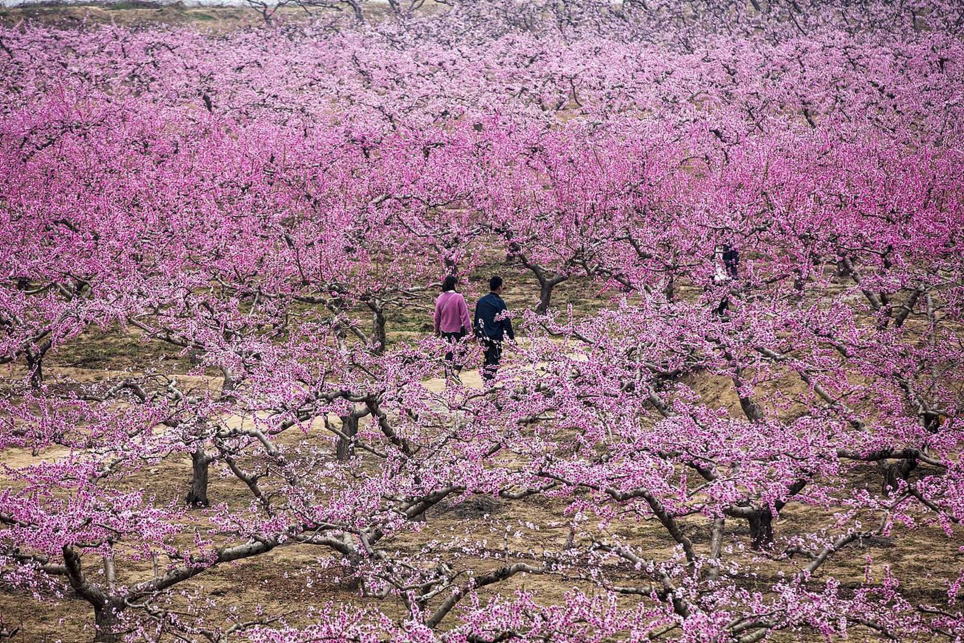 东邪西毒 桃花图片