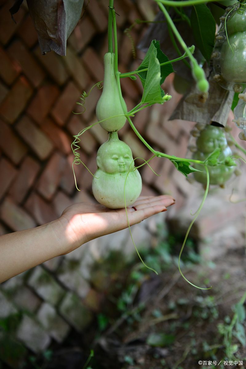 小葫芦怎么掐尖才结葫芦