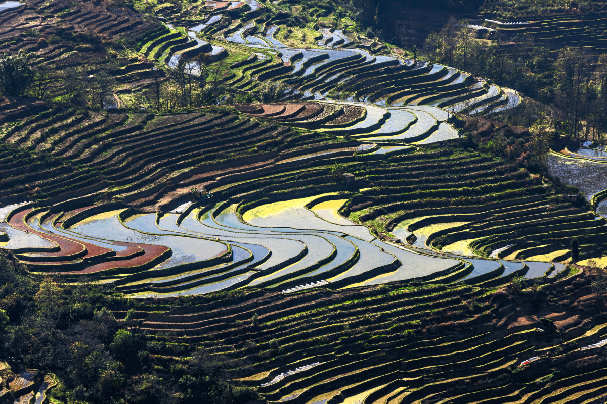 元阳梯田景区在哪里图片