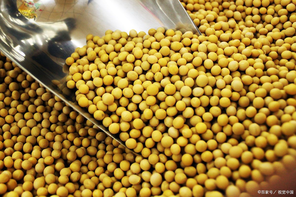 解析大豆和黄豆:外观,用途与营养的差异