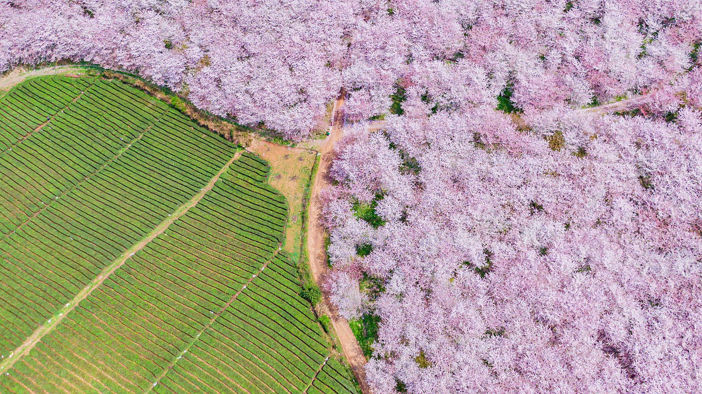 贵州平坝樱花的最佳观赏时间主要集中在每年的3月中旬到4月上旬