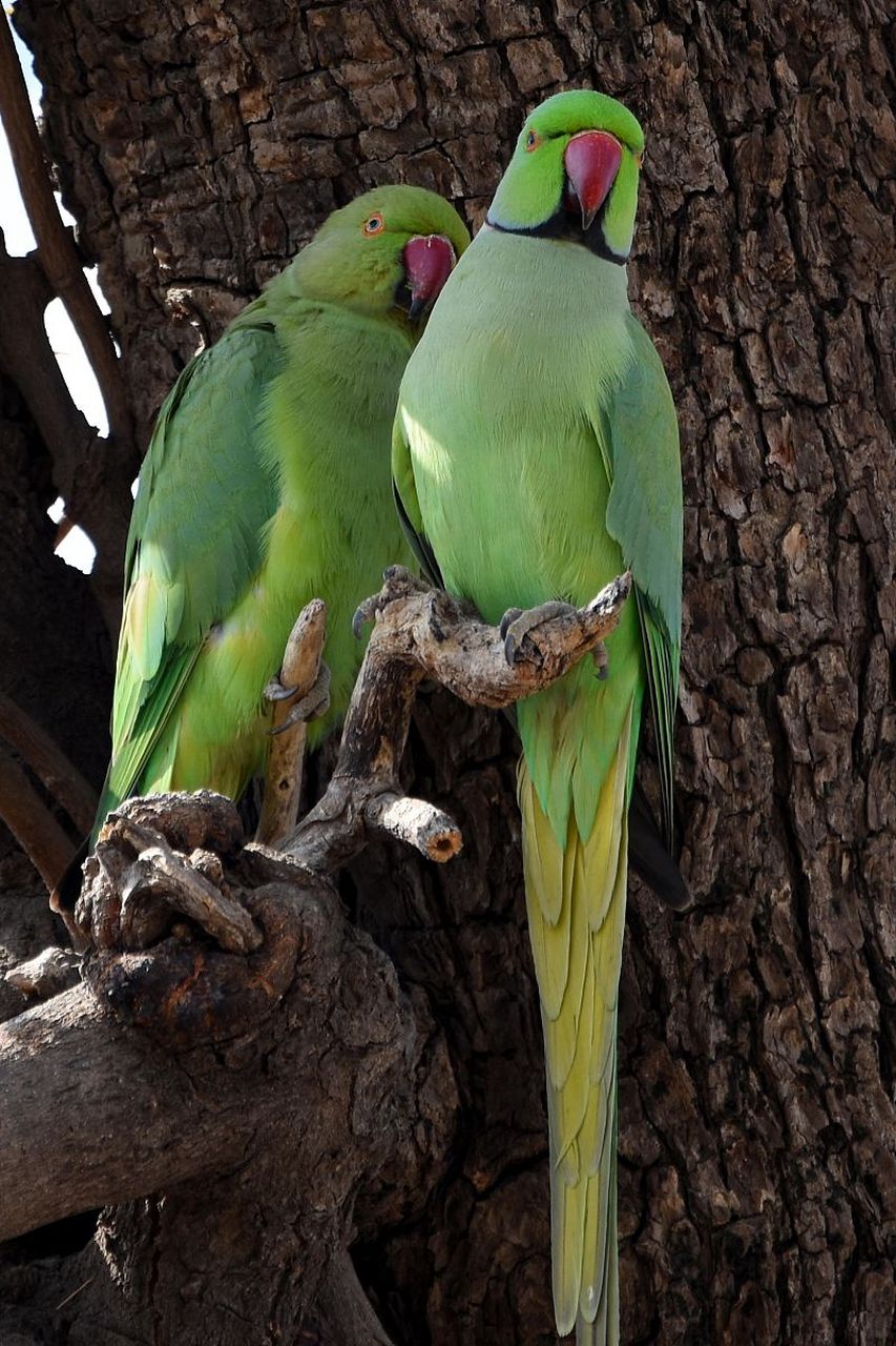 rose-ringed parakeet,是一种生活在印度次大陆的鹦鹉科鸟类,它们的