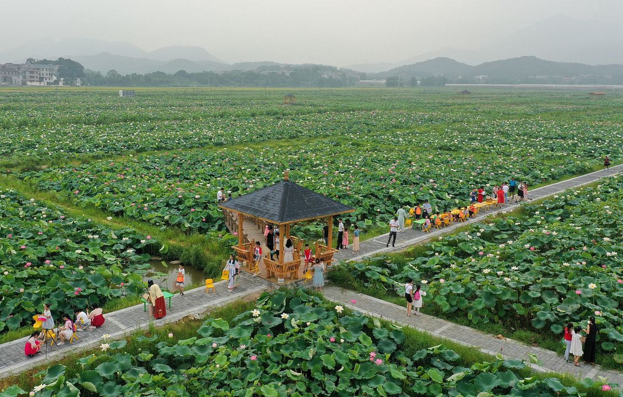 覃塘区荷花风景区介绍图片