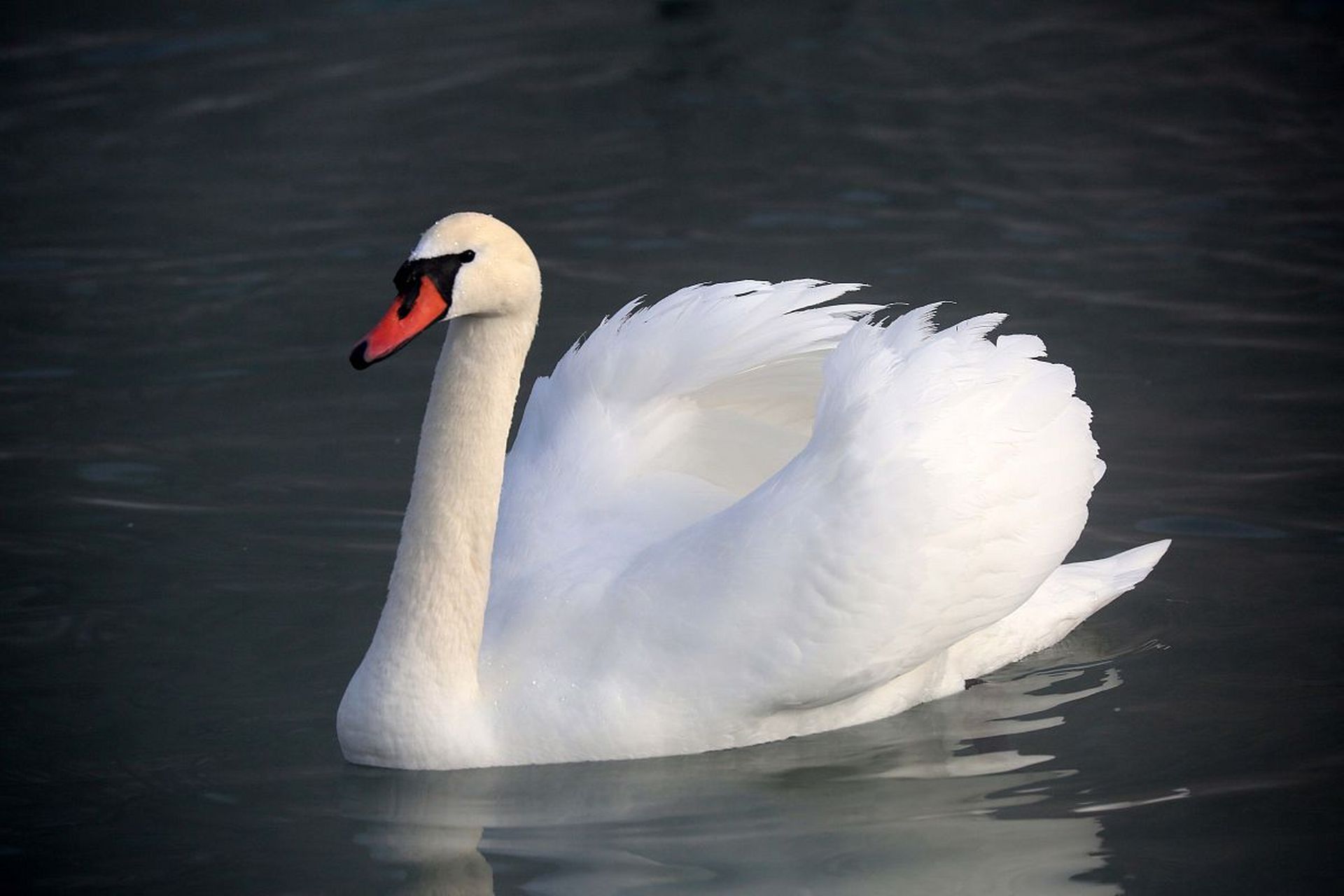 英语学起来了[心] 巧背单词[鲜花] swan 天鹅06