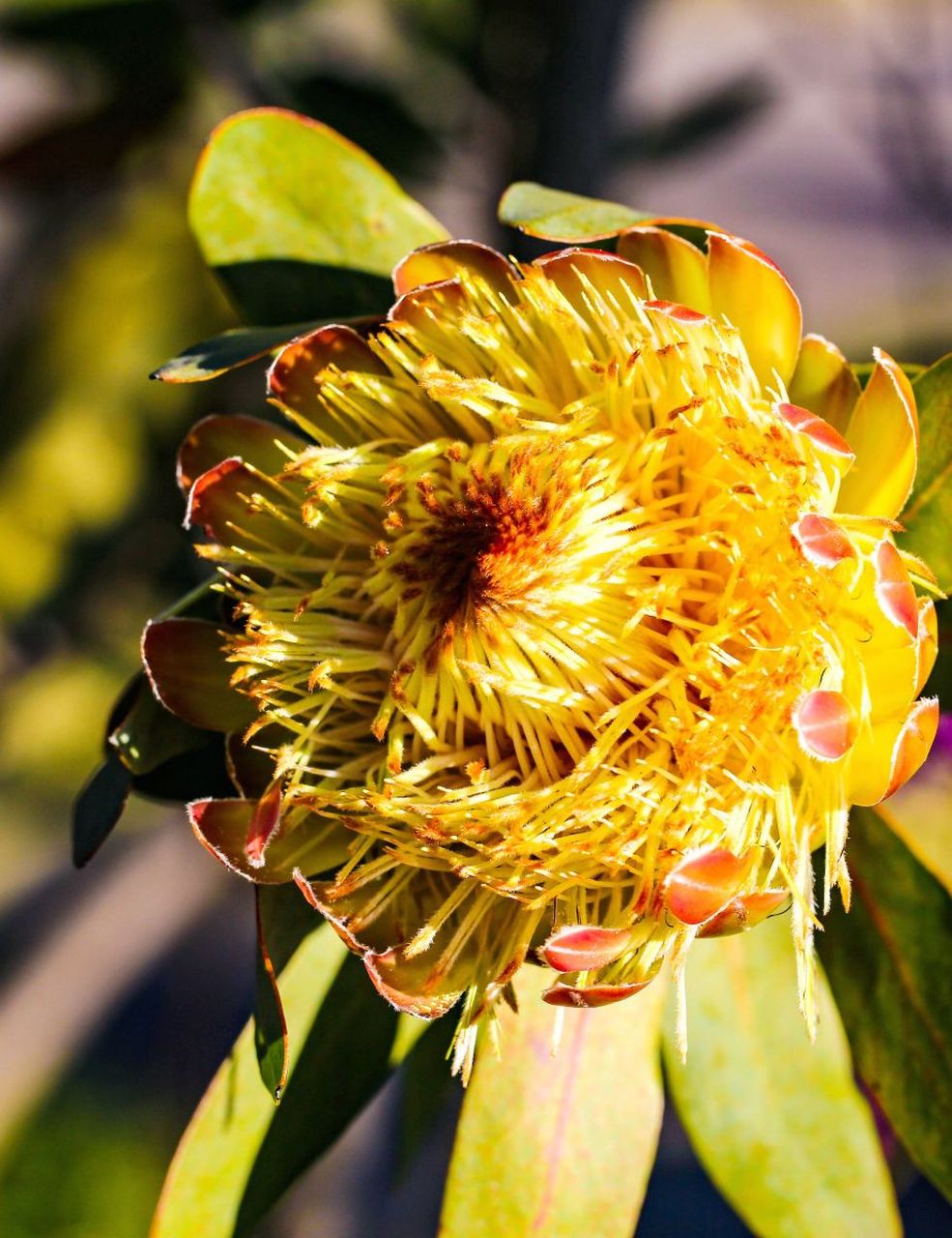 开不败的帝王花 帝王花在南非全国均有分布,是南非的国花的.