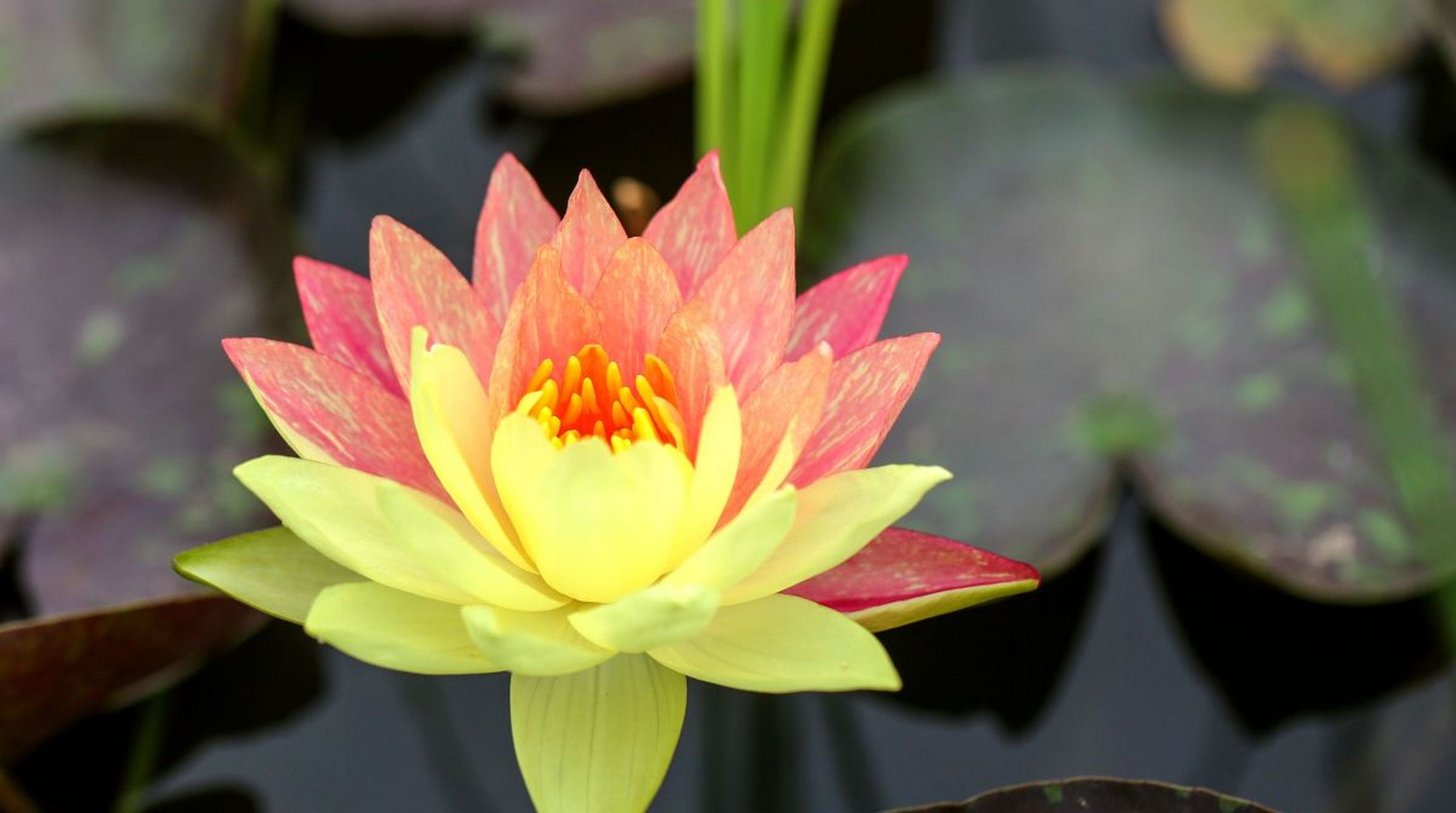 助我上热门#【好运"莲莲"!