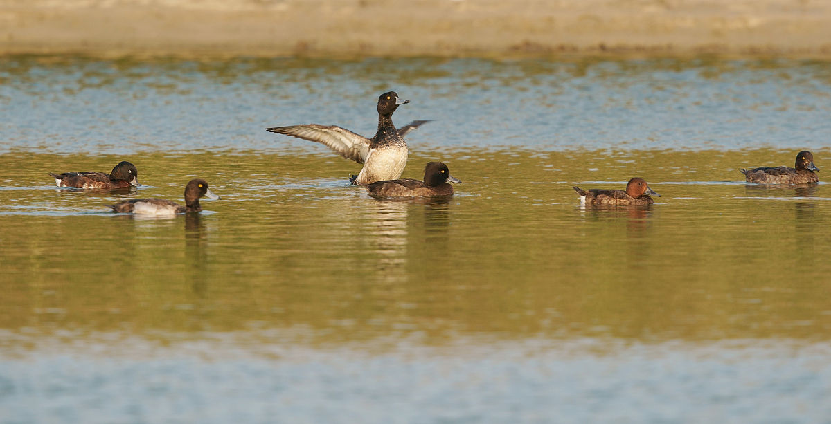 青头潜鸭 现身阿哈湖,堪称鸟类中的"大熊猫"