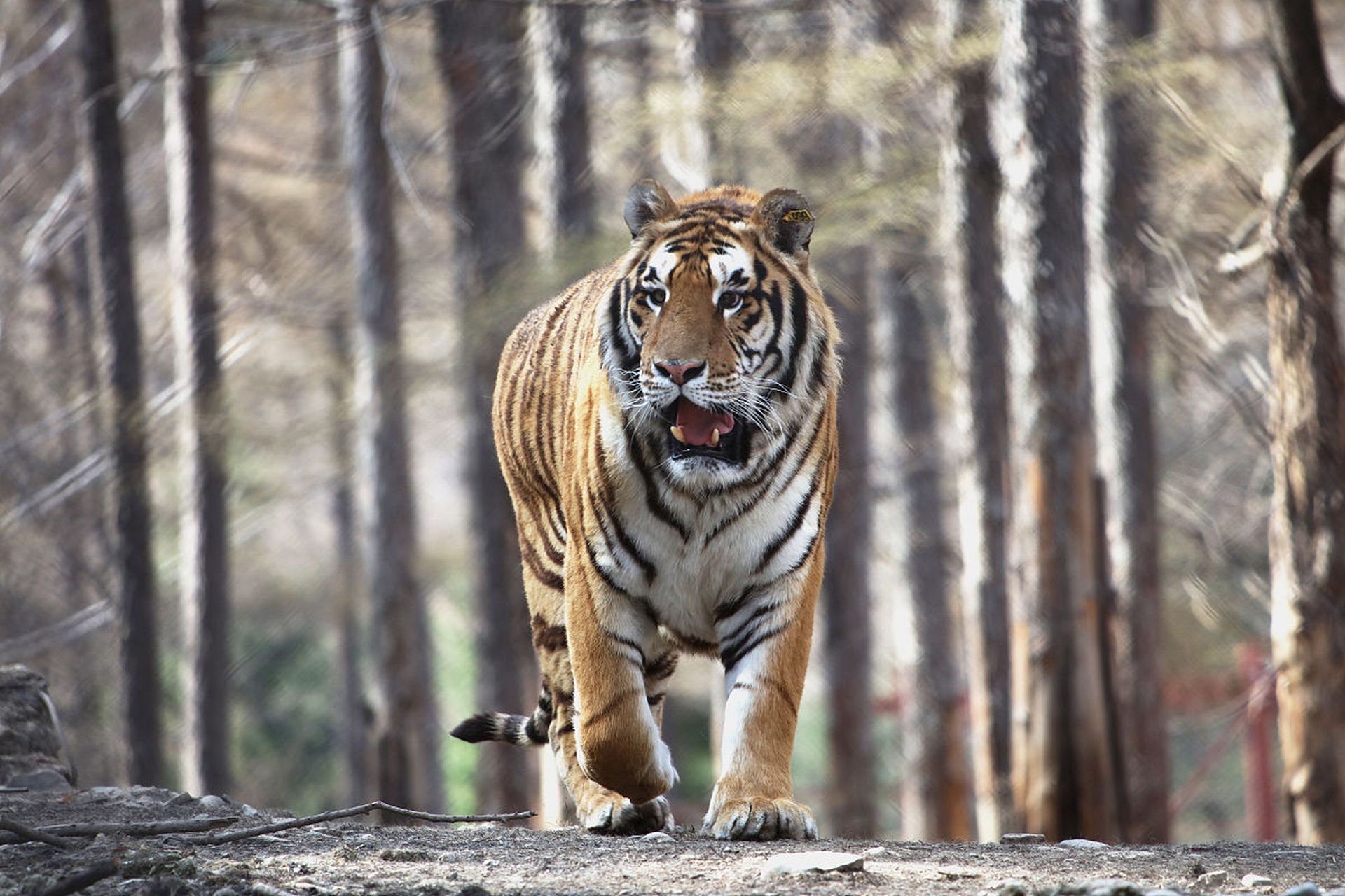 近日,在吉林珲春马川子乡,一名60岁村民在上山途中偶遇一只野生东北虎