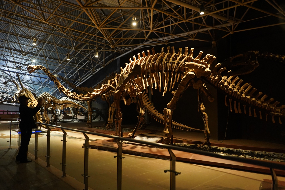 哇,各位小伙伴们,我刚从重庆自然博物馆回来,简直大开眼界啊!