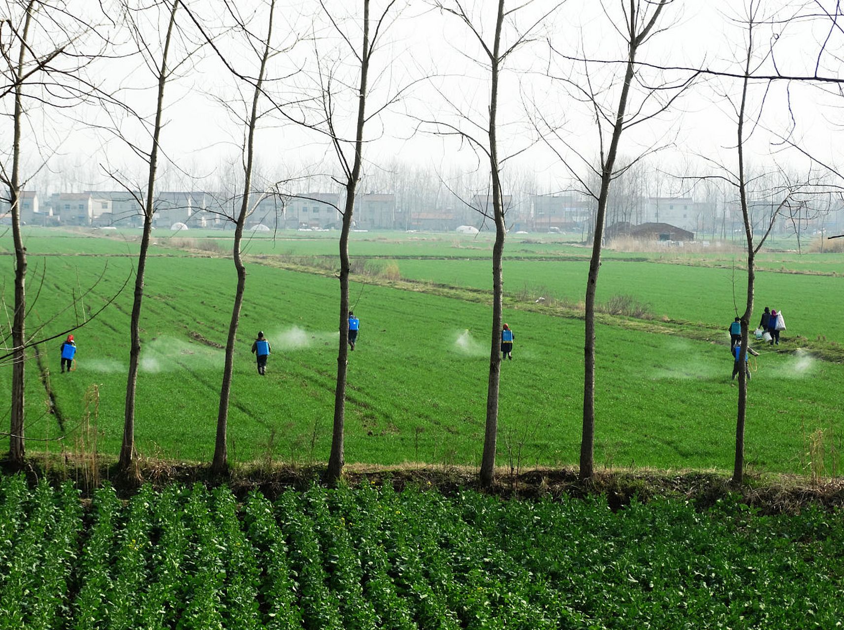 镜头里的春天# 在岳阳的农村地区,春季农事活动主要包括春耕,春播