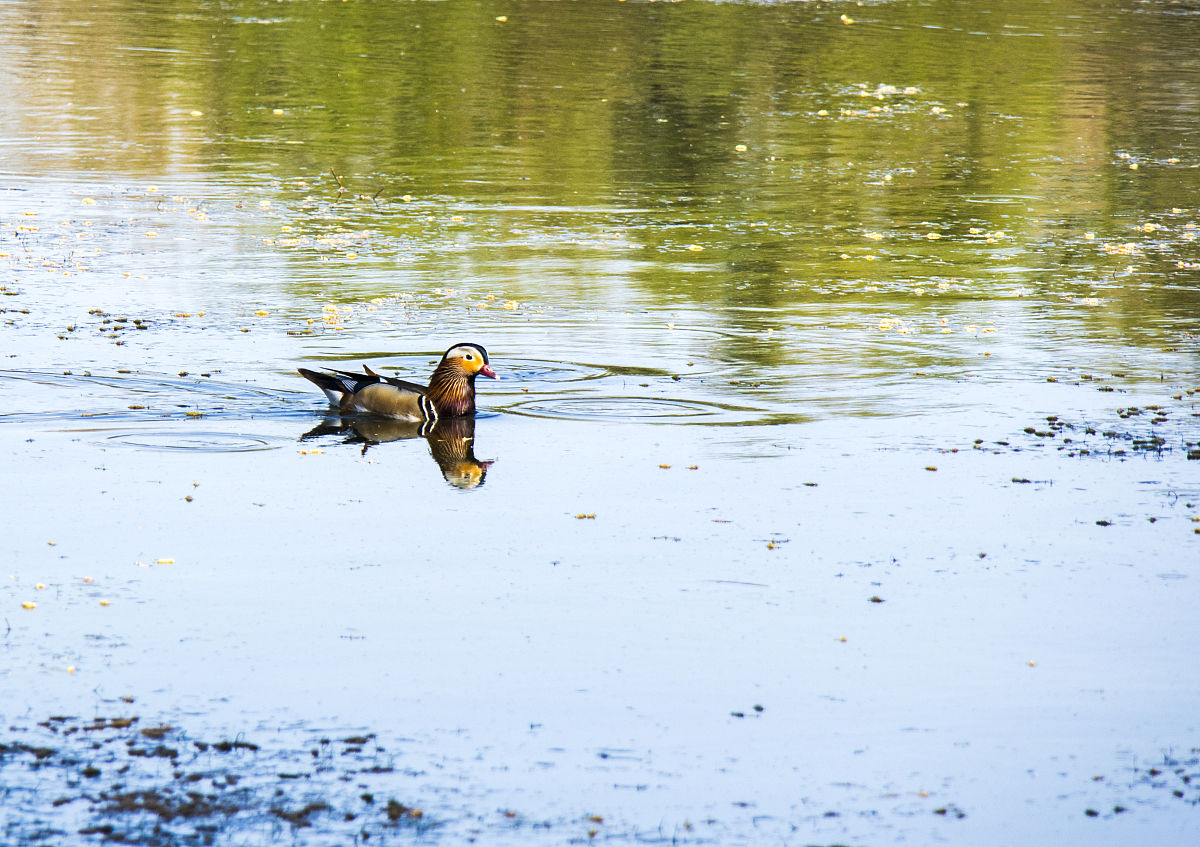 多彩人生旅游景,漫步断桥看西湖鸳鸯戏水恩爱情,千年荷花魅力红