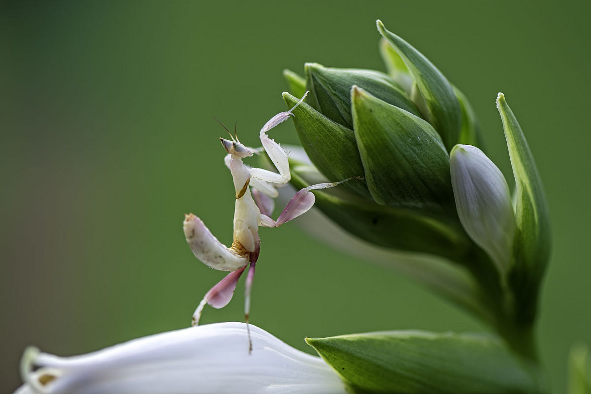 动物趣图# 稀有的兰花螳螂,好漂亮啊!