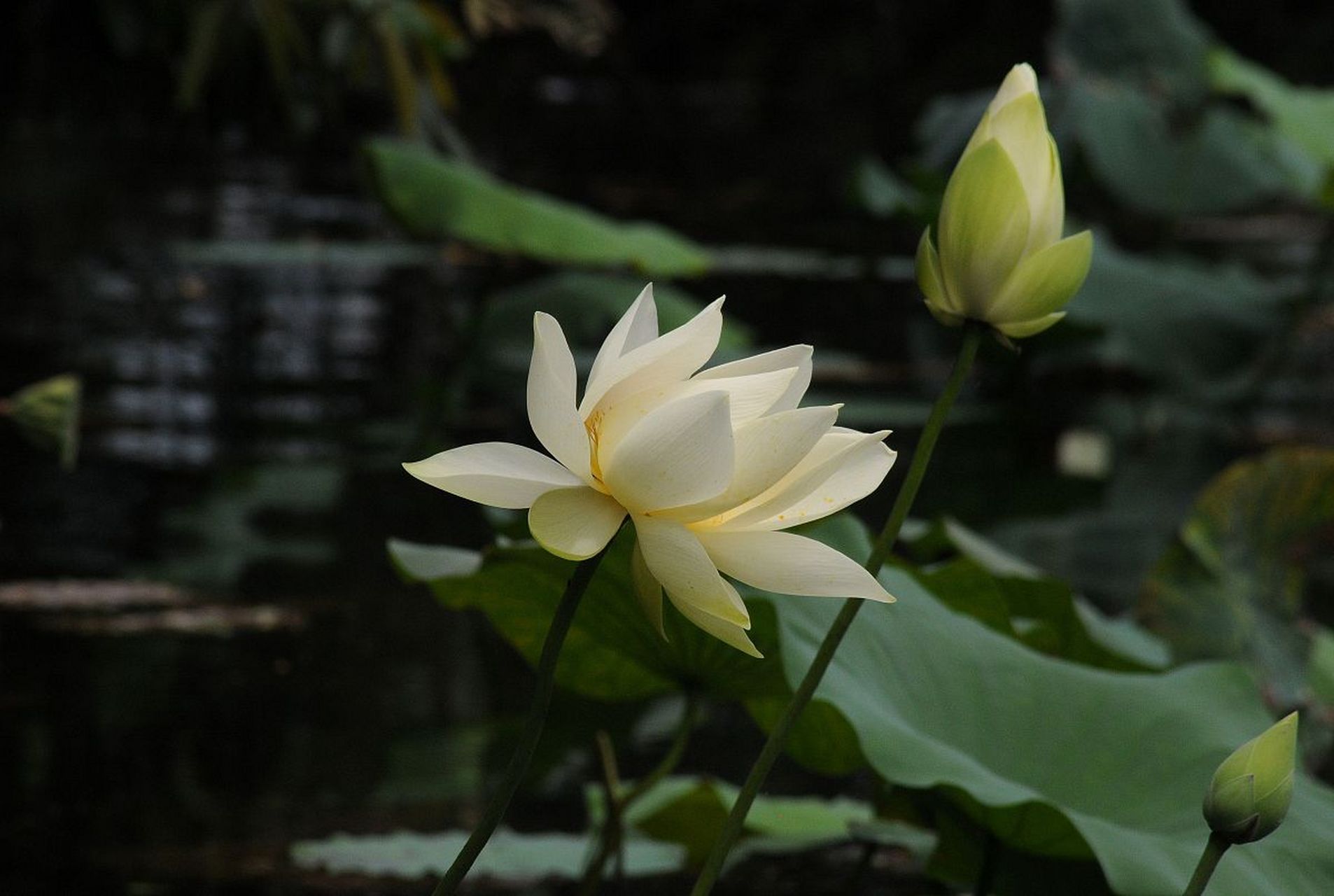 志棠白莲,这个名字你可能没听过,但在浙江龙游,它可是个家喻户晓的