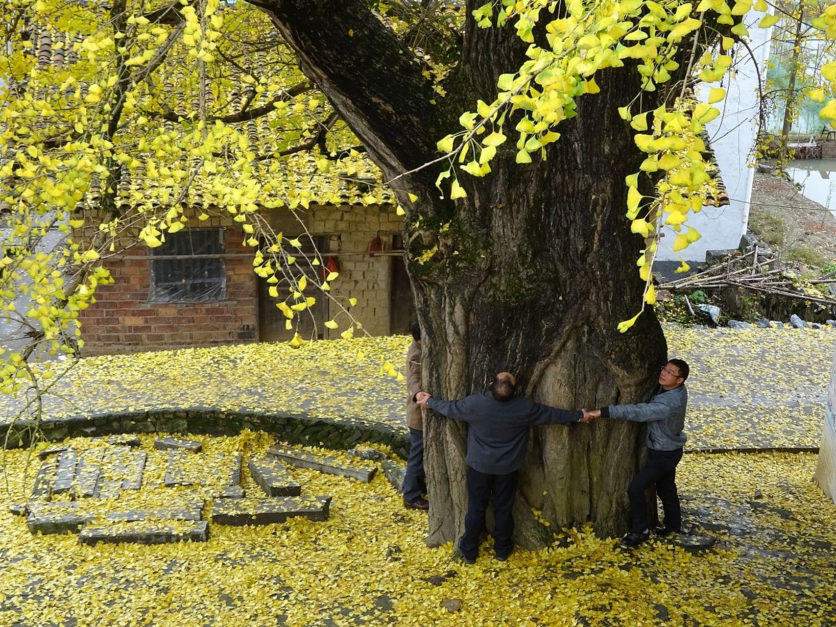 抱树,是公园大爷锻炼身体的平替.