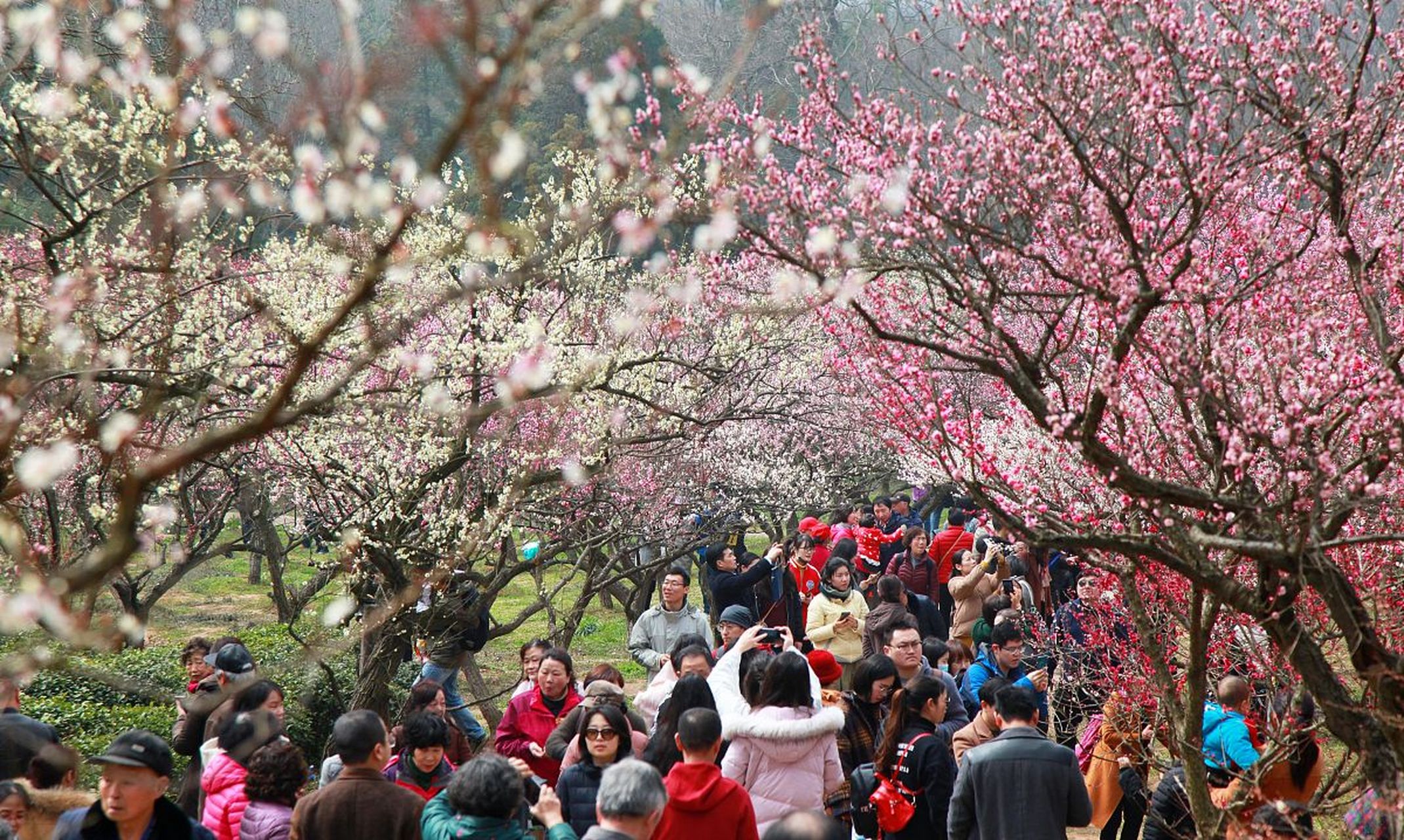 偌大的梅湖景区,盛开着绚丽的梅花.