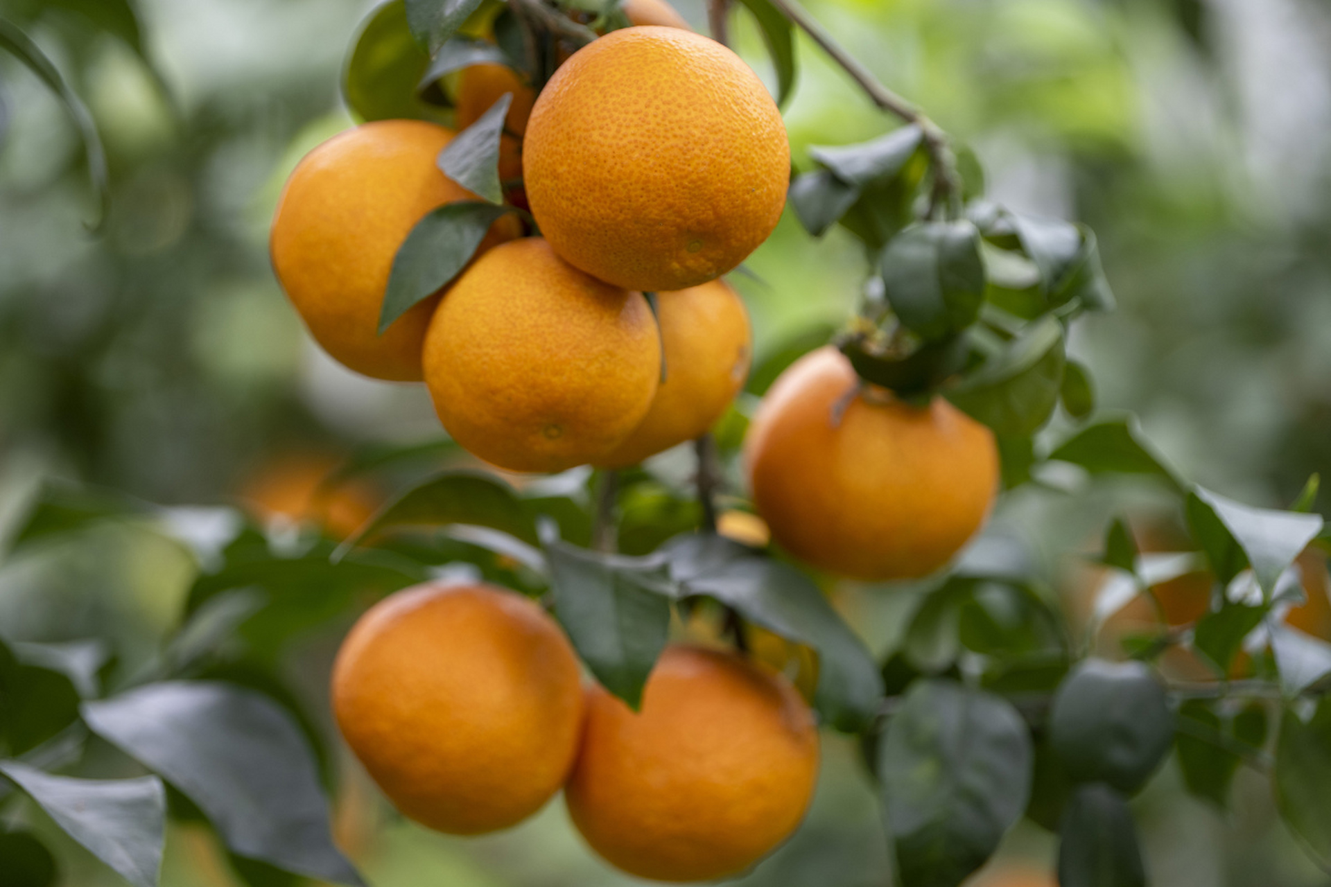 【金秋柑橘,清香爽口】金秋时节,柑橘成熟,清香爽口.