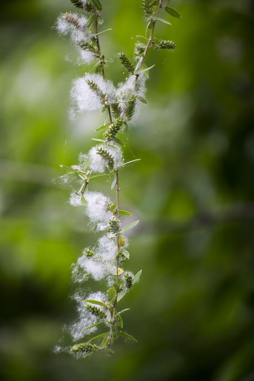 【杨絮柳絮满天飞,哮喘患者怎么办?