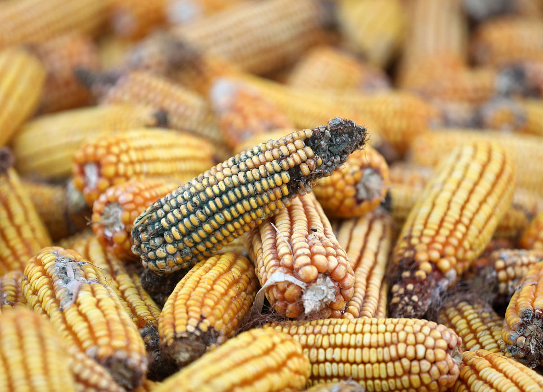 大家身边的超级"致癌物":黄曲霉菌,以下玉米身上的黄曲霉菌,网友们有