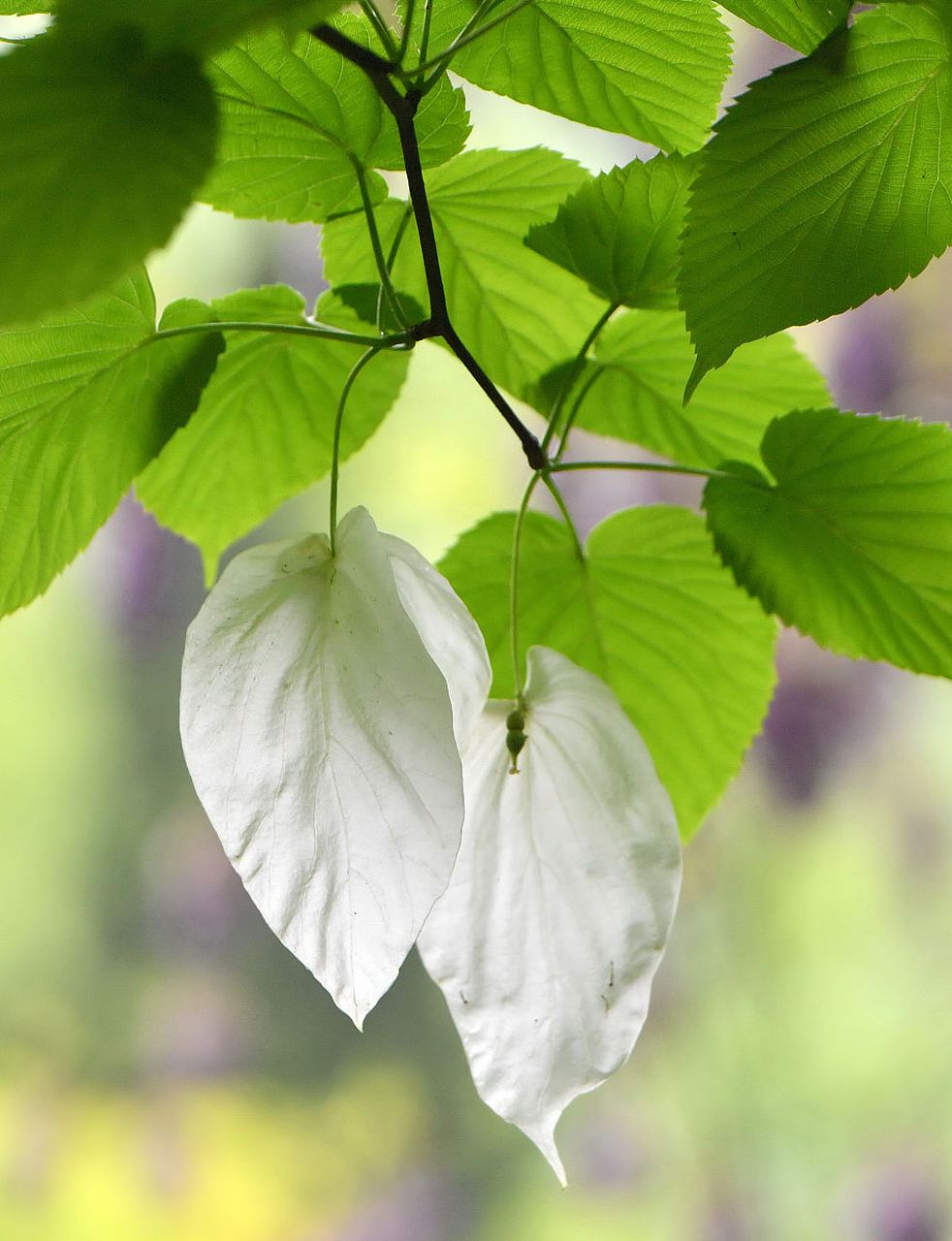 [吃鲸]珙桐是距今6000万年前新生代第三纪古热带植物区系的孑遗种