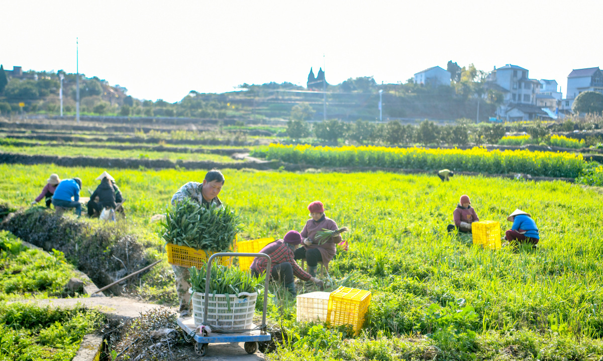 想象一下,太阳初升,鸟儿欢唱,一位农民伯伯手握锄头,在绿油油的田野