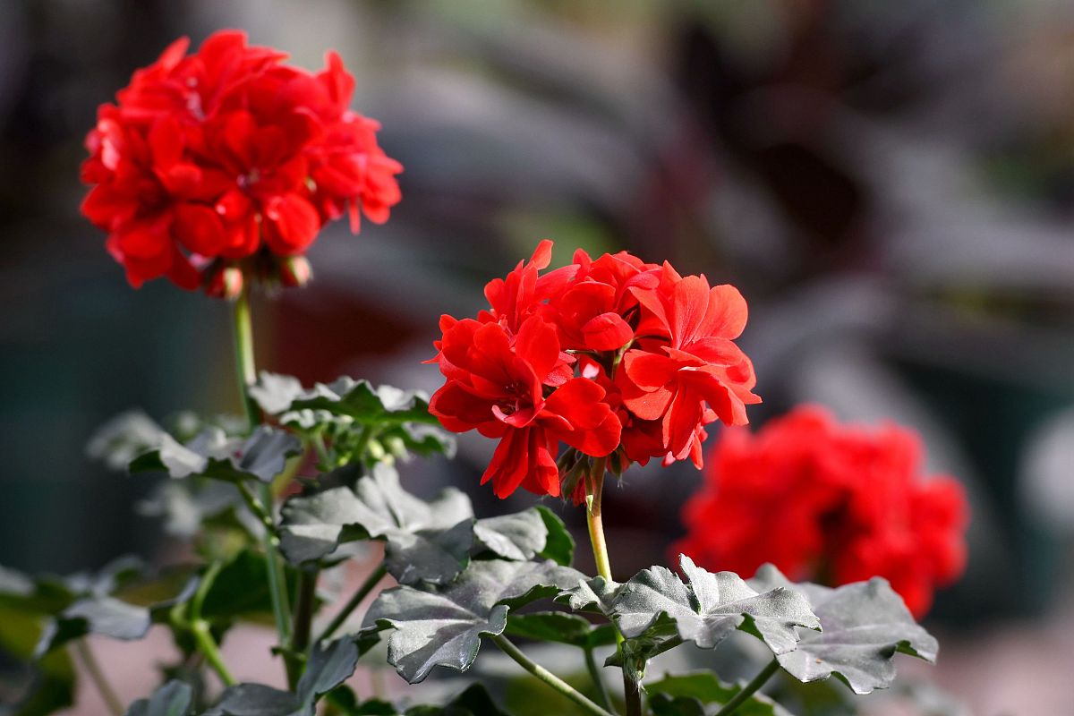 花色鲜艳的匈牙利国花,冬天养护好,做到四要点,花期能延长!
