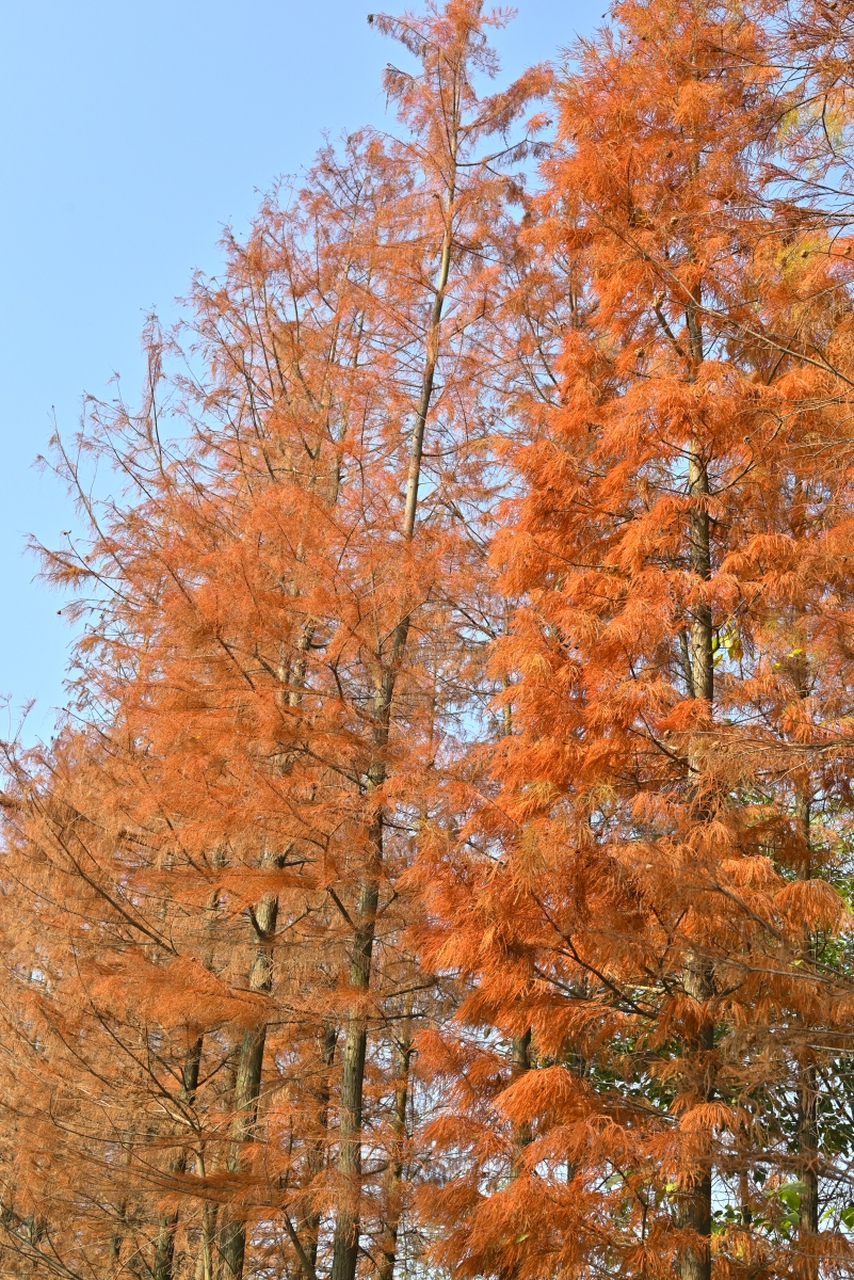 水杉是一种原产于中国的独特落叶乔木,树冠呈尖锥形,叶子为扁平的针状