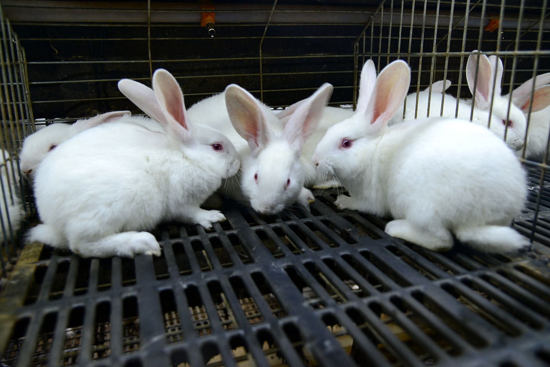 兔子繁殖快,农村为什么不养殖兔子来致富?