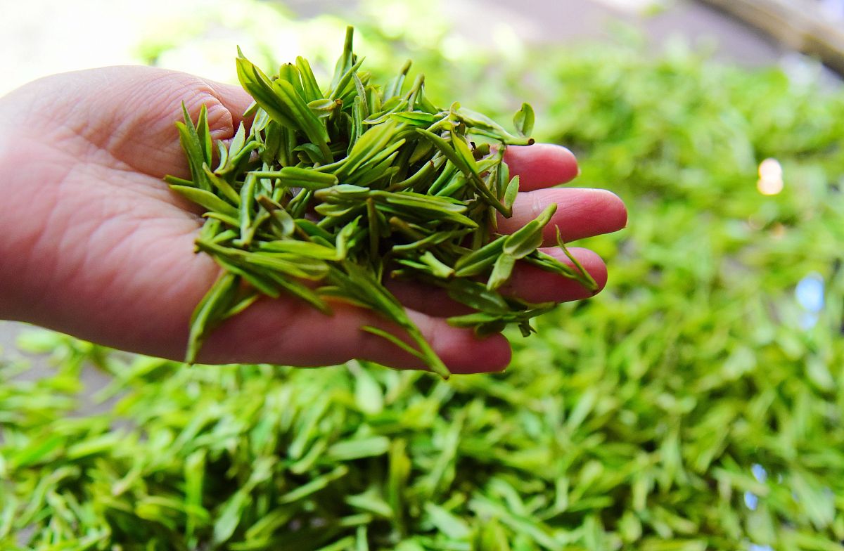 刘月好:龙井茶为什么要用虎跑泉的水