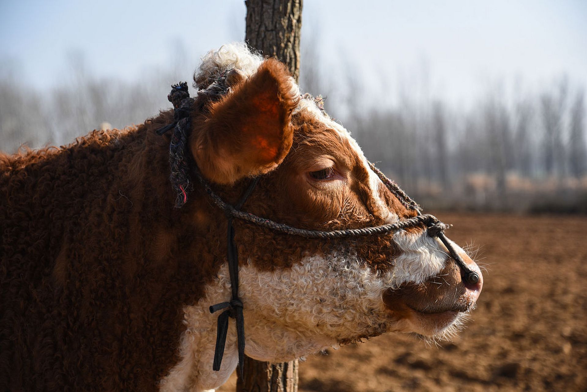 动物趣图# 可爱的小牛犊,萌萌的,毛绒绒.