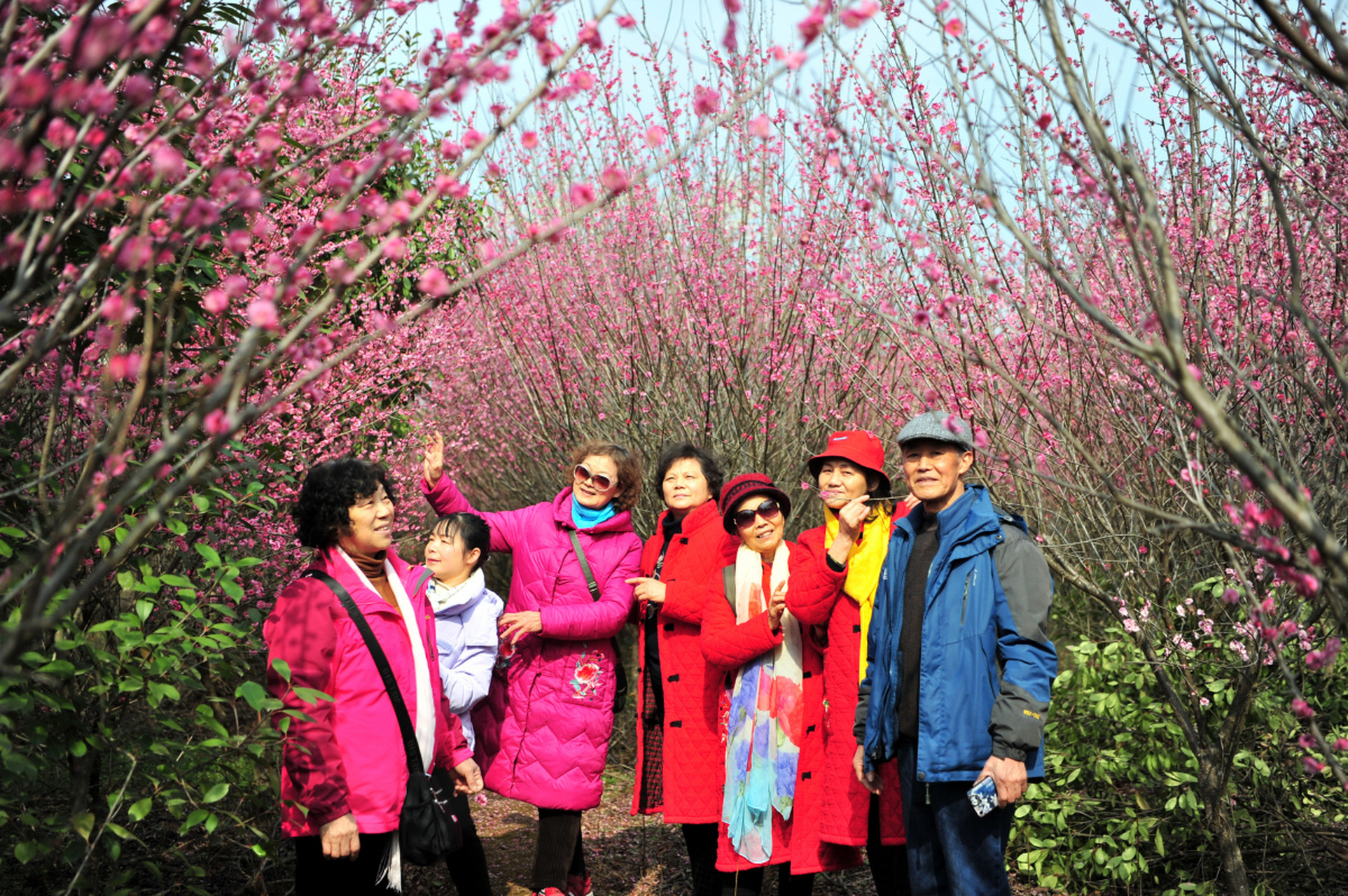 南昌三大梅花观赏胜地—属南昌梅湖景区的梅花,黄马凤凰沟的梅花园