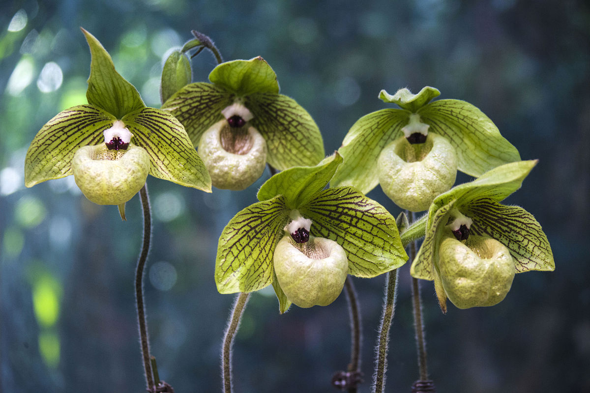 中国国家一级保护植物——兜兰