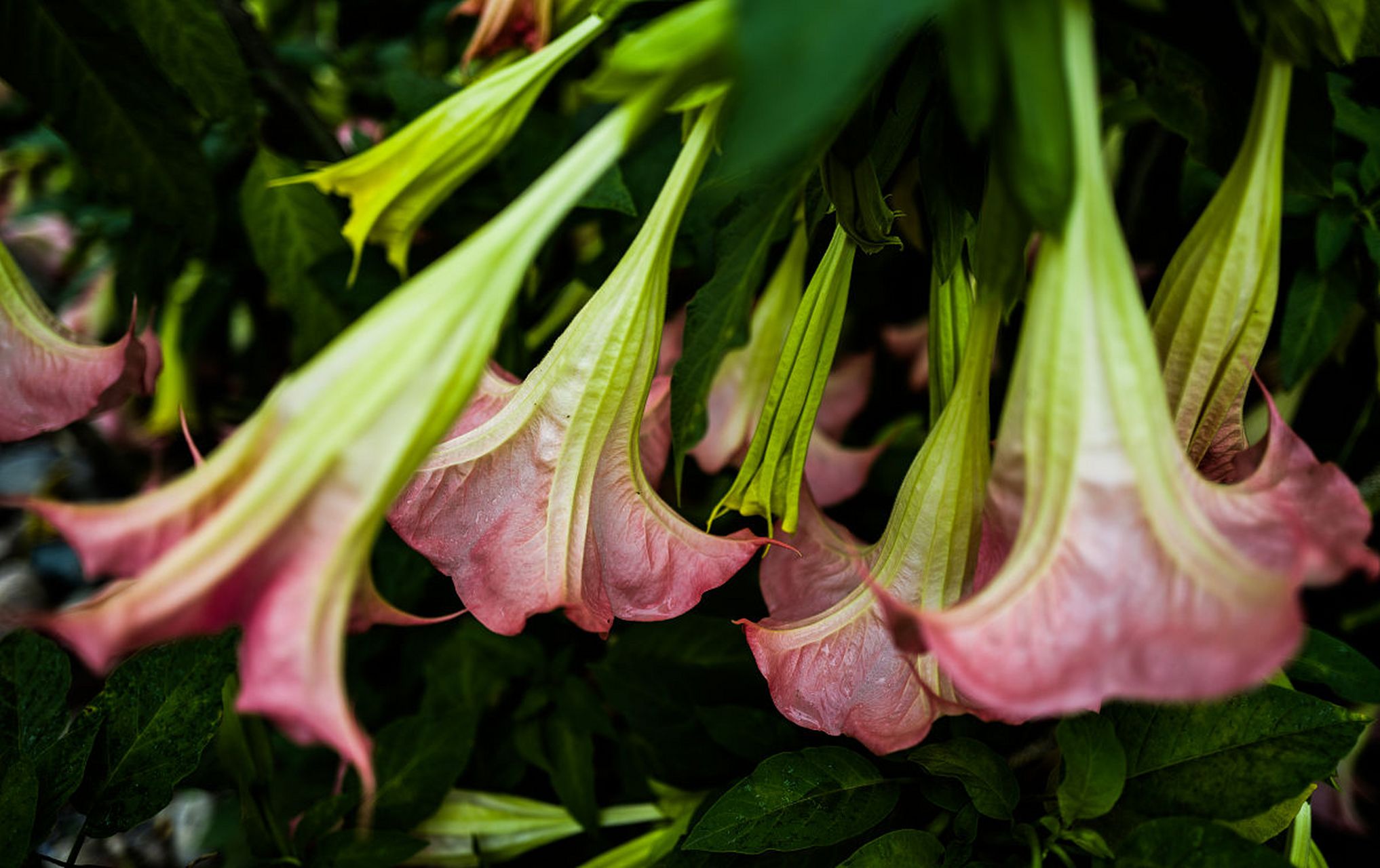 曼陀罗花的传说故事(曼陀罗花的花语和传说)