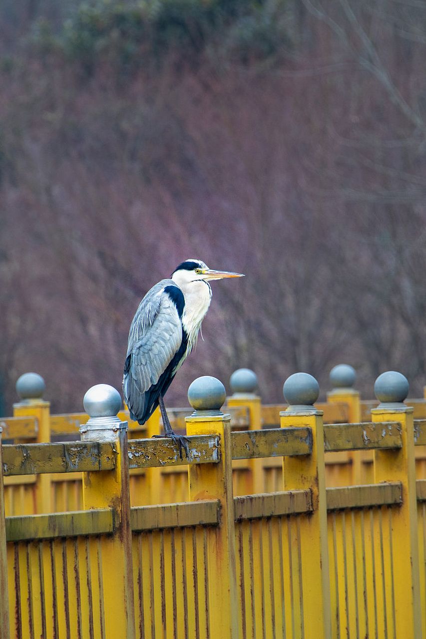 这种独特的外貌让苍鹭在鸟类中