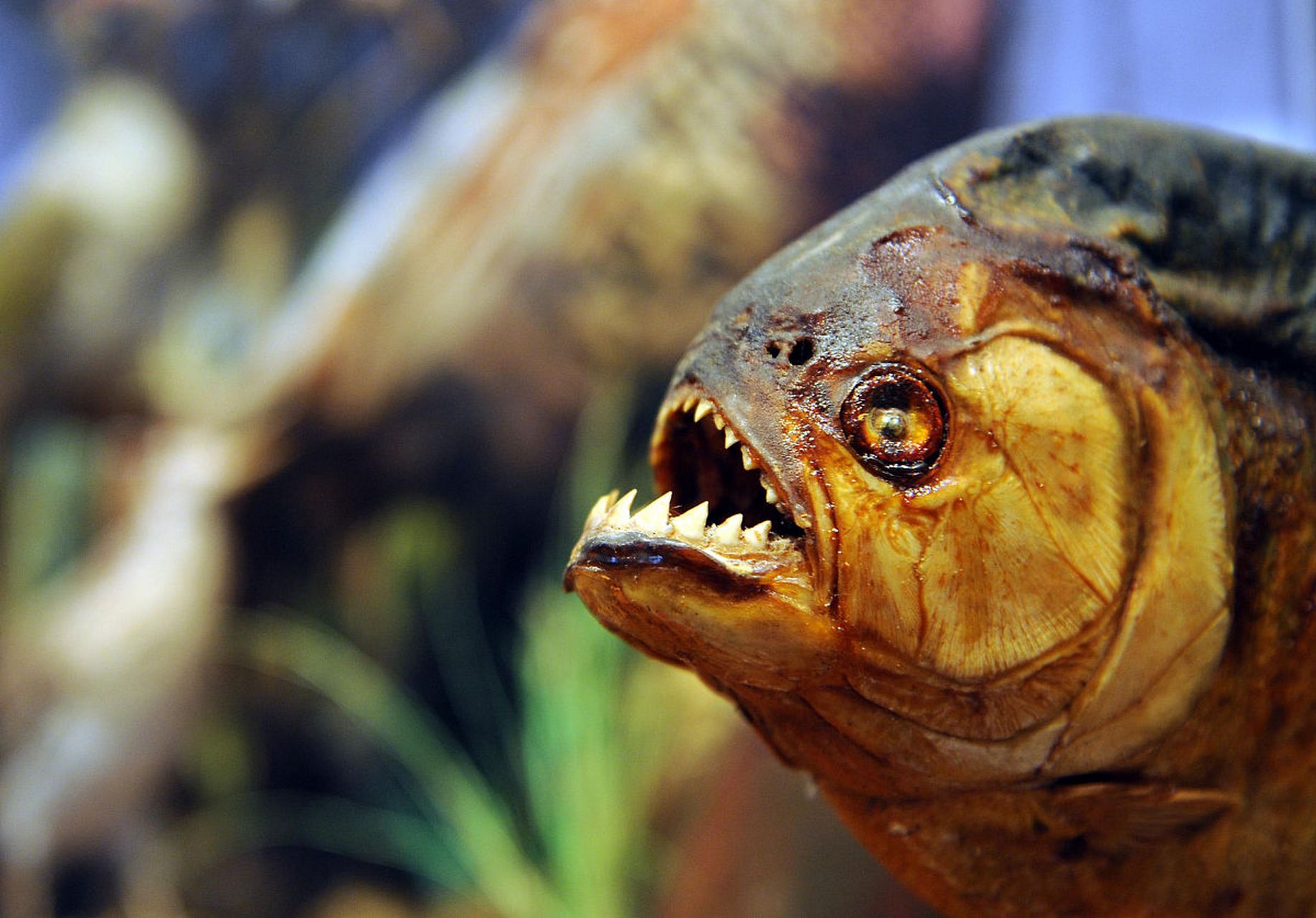 食人鱼有着非常锋利的牙齿,而且性格非常凶狠