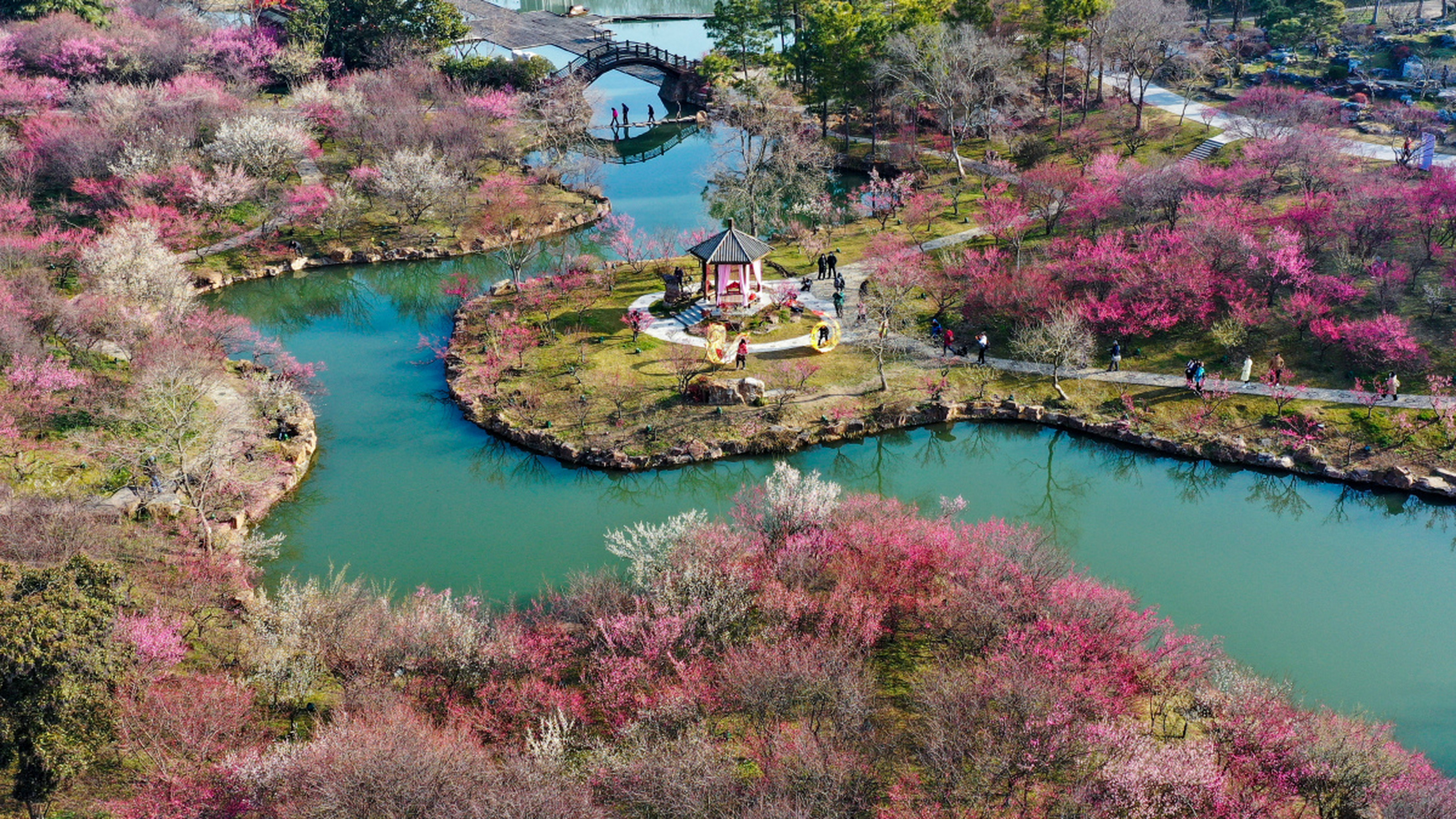 阳山桃花图片图片