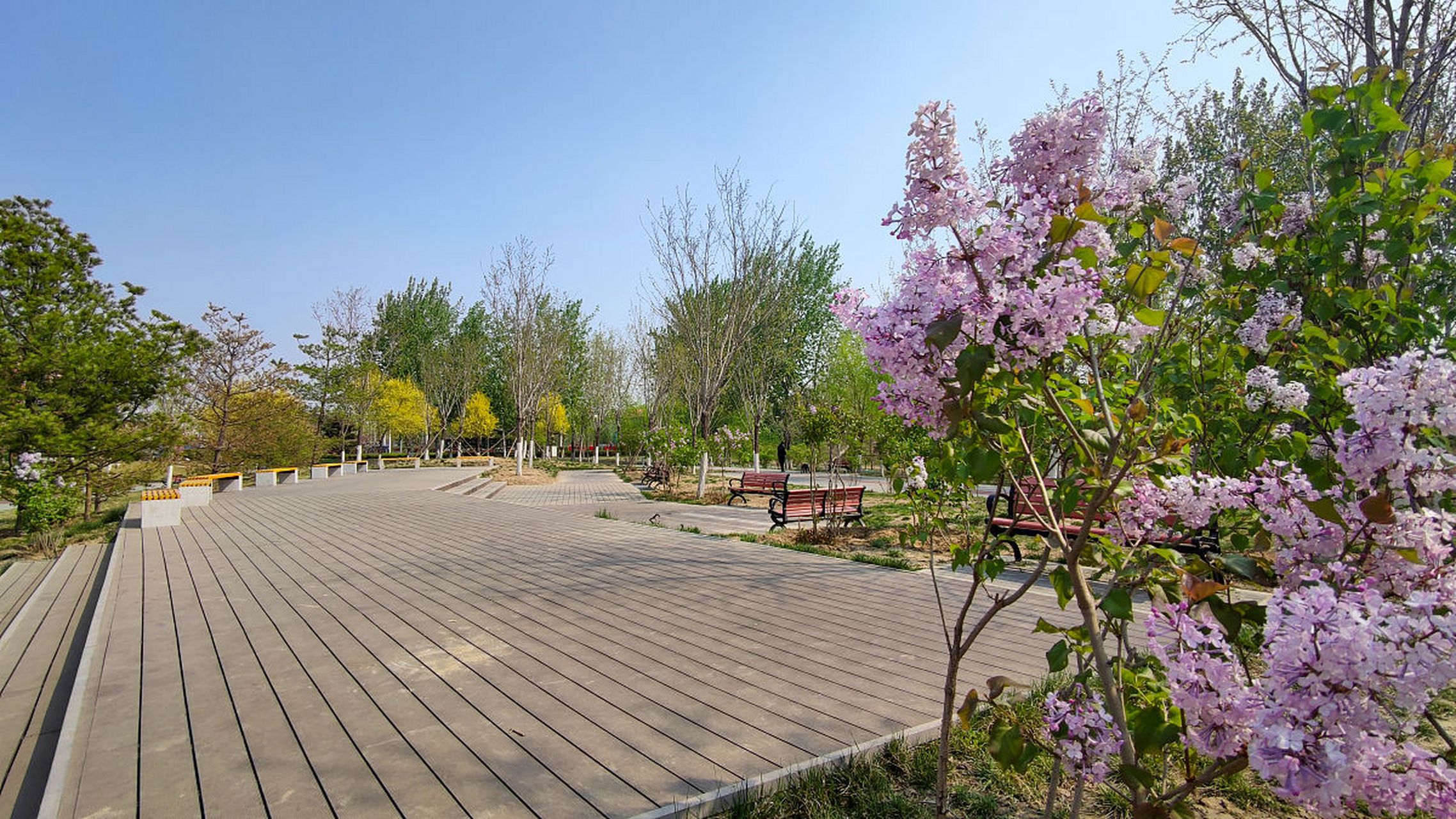 群力丁香公园是以丁香花为主题的美丽公园,树木繁多,丰富多彩.