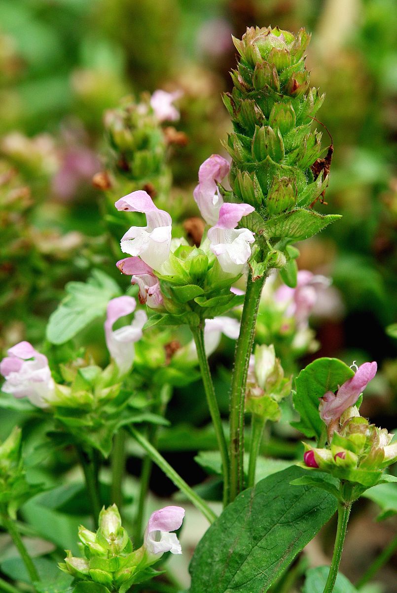 艾纳香叶:神奇的消炎,止痛"良药"