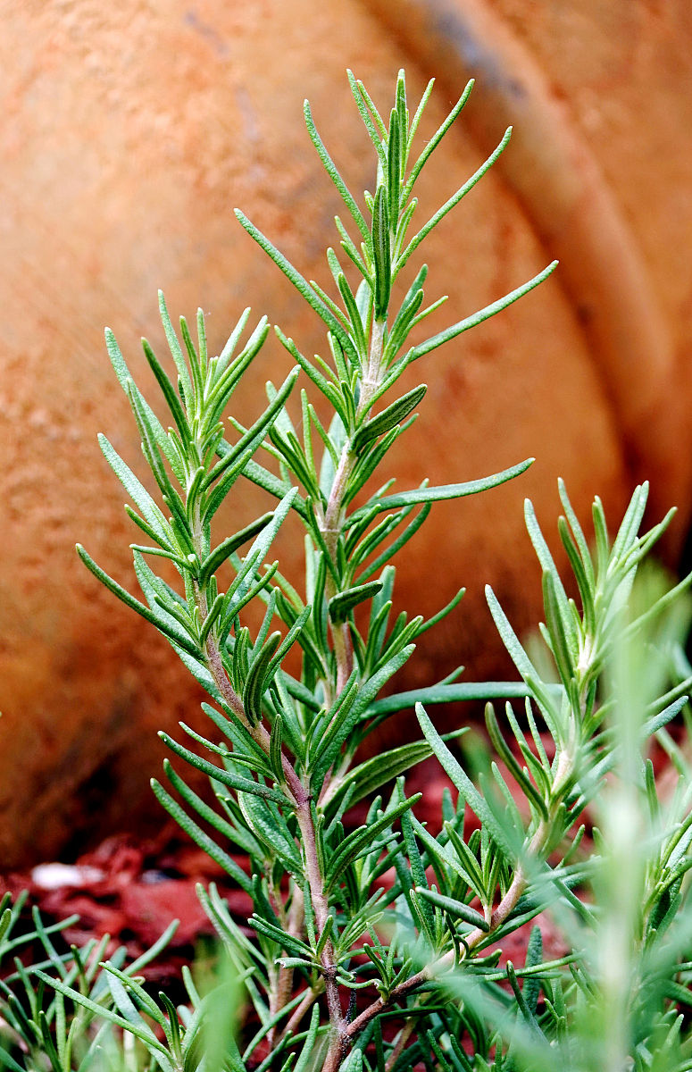 每日一花草# 自古以来,迷迭香以其独特的芳香与药用价值在植物王国中