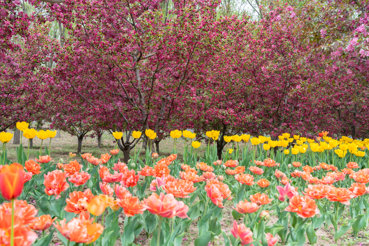 全城繁花绽放,置身花海中,追春日繁花时,深深地感受到了南昌在这个