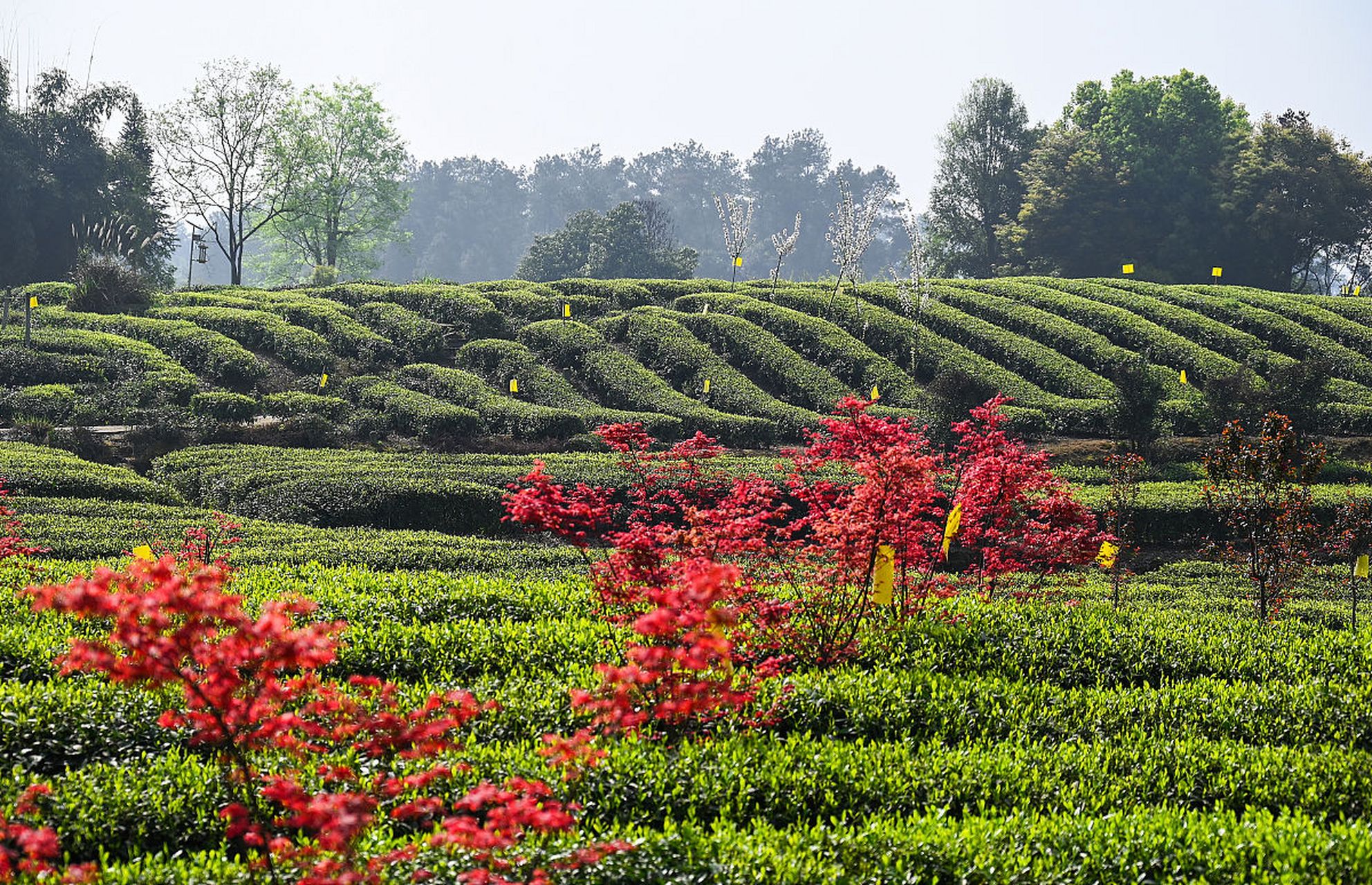 成佳茶乡,位于成都市蒲江县的成佳镇,是一处集自然风光,人文底蕴与茶