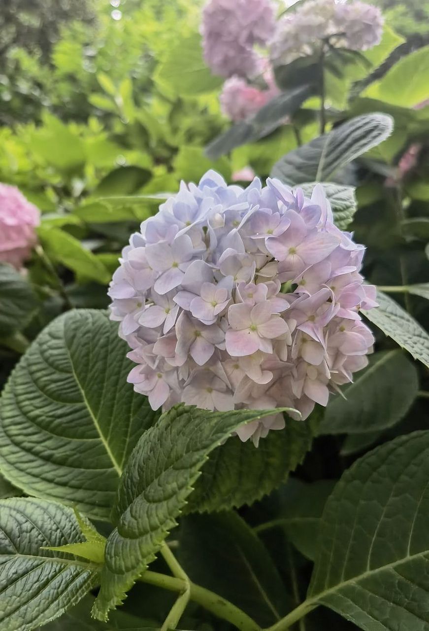 《玉绣球花》宋·黄庚  花神巧学传宫样, 不属针工属化工.