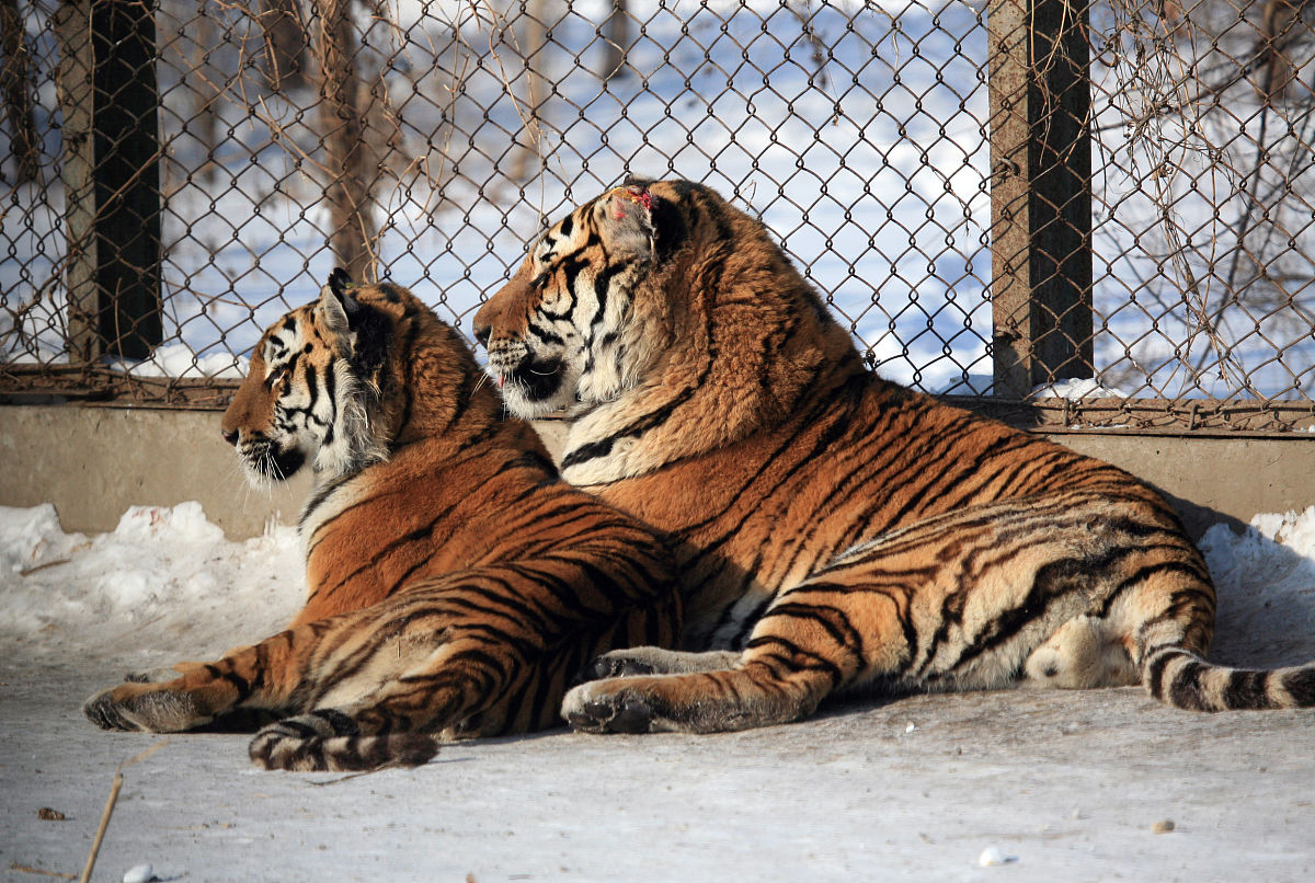 哈尔滨东北虎林园旅游攻略