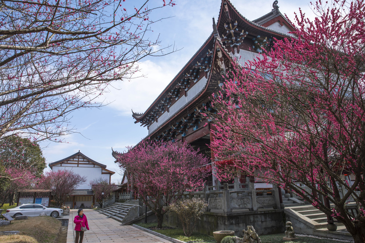 嘉兴梅花洲景区:寻找春天的美丽与宁静