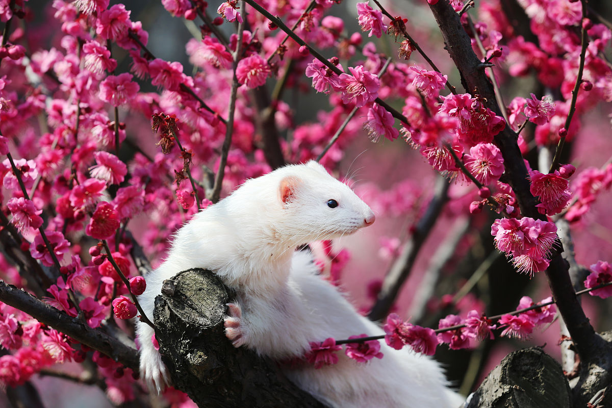 雪貂可以当宠物养吗?