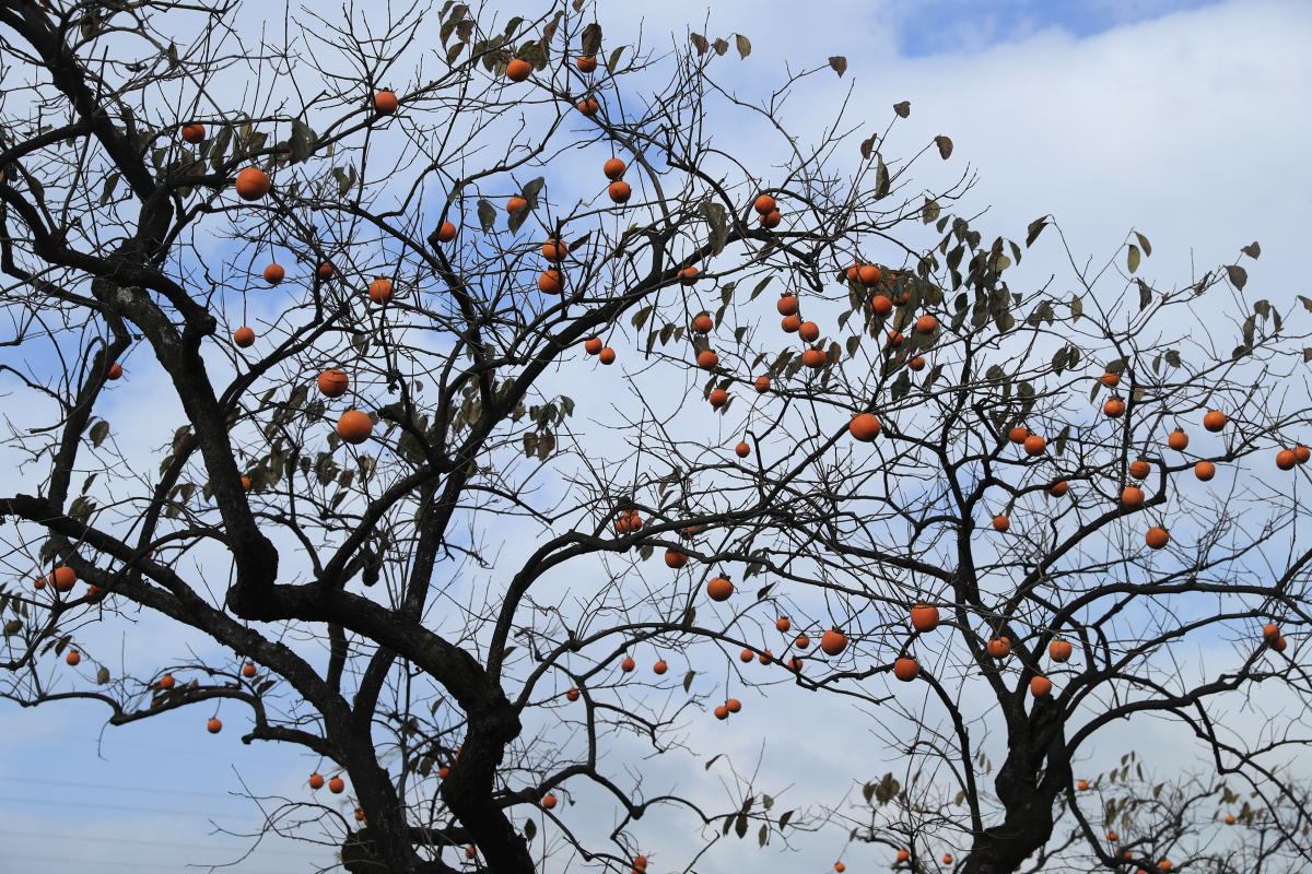 在乡村小路上漫步,时而可见枝头挂满红彤彤柿子的柿子树