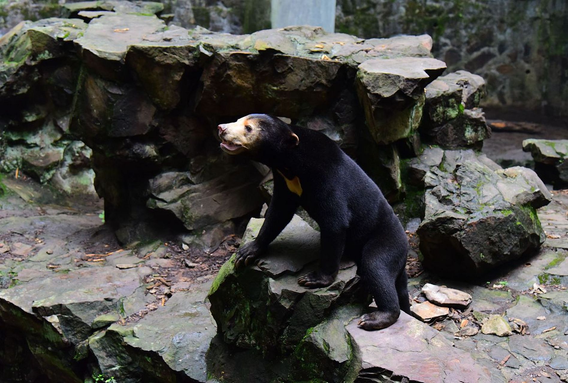 马来熊也叫椰子熊,是一种体型巨大的棕色熊